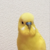 人懐っこいおしゃべりインコ、育てて下さる方募集 サムネイル2