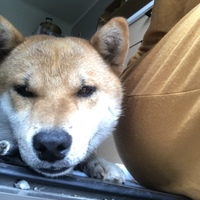 チャビ