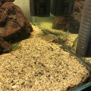 コリドラスステルバイ他