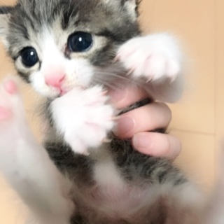 かわいい子猫ちゃん