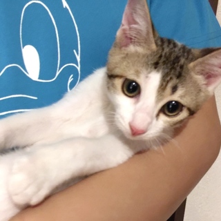 小柄で懐こい女の子♡びわちゃん♪