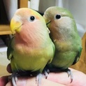 コザクラインコでツガイの二羽、里親さん募集します。