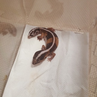 ニシアフリカトカゲモドキ