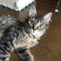 母猫に置き去りに