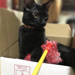 お試しホームステイ可★黒猫【保護子猫】