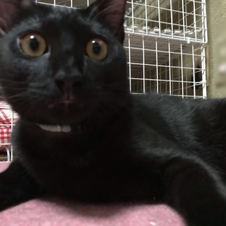 お試しホームステイ可★黒猫【保護子猫】（一部白毛）