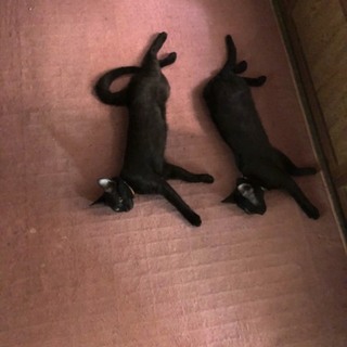ホームステイ可★2匹黒猫兄弟【保護子猫】