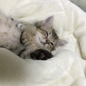 ミヌエットの子猫(血統書付)
