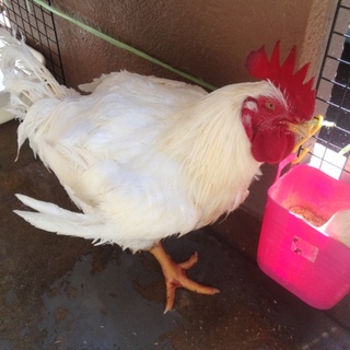 にわとり里親募集