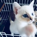 【ありがとうございました】