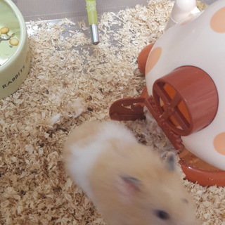 ゴールデンハムスター　ハーフ