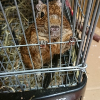 全ての子達の里親さんが決まりました！