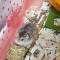 ロボロフスキーハムスター
