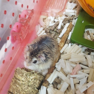 ロボロフスキーハムスター