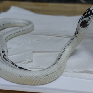 カリフォルニアキングスネーク