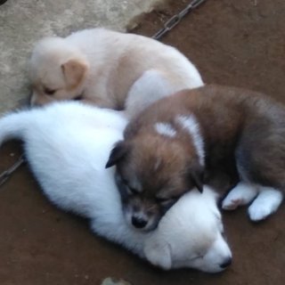 仔犬3匹、里親応募多数の為一時保留中です