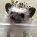 ※ありがとうございました※ハリネズミの男の子