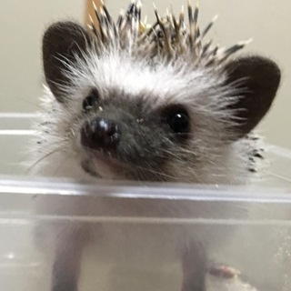 ※ありがとうございました※ハリネズミの男の子