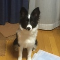 ボーダーコリー女の子里親募集