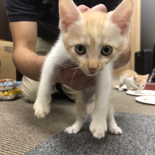 茶トラの子猫です。