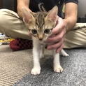 白こげ茶トラ