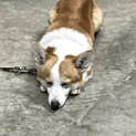 急な引っ越しで引っ越し先で飼育できない為