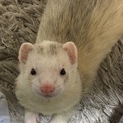 カナディアンフェレット里親さん募集