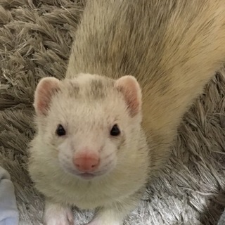 カナディアンフェレット里親さん募集