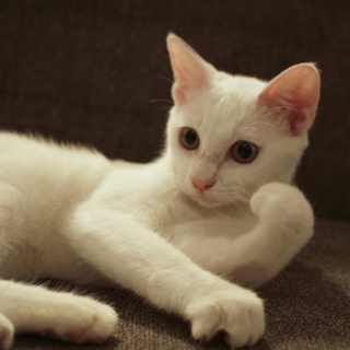 【生後5ヶ月】真っ白な女の子、美人さん！