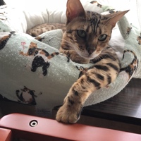 木村 レオ