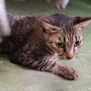 処分間近 ゴロゴロキジちゃん 動画あり