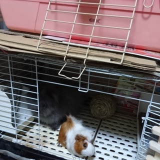 ウサギ２羽、モルモット１匹の引き取り希望！