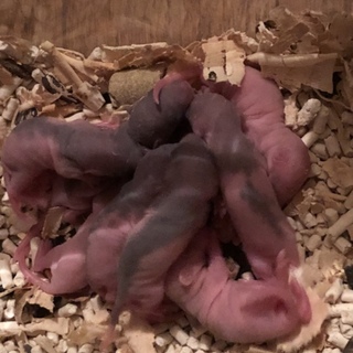 ラットの赤ちゃん