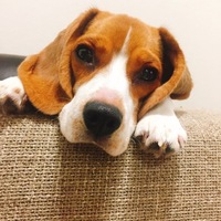 ラムネ