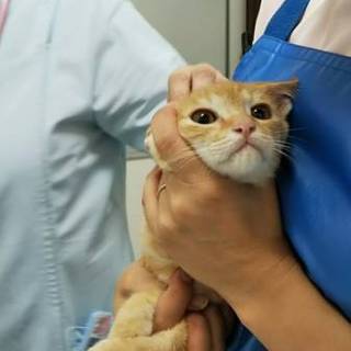 茶トラ☆ハムリン