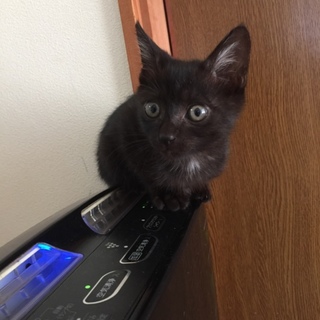 黒猫☆サムくん