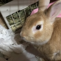 ぽてと