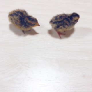 至急!!並うずらの里親募集!!3匹います。