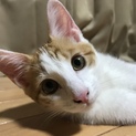 生後4ヶ月位の 茶白猫の男の子 