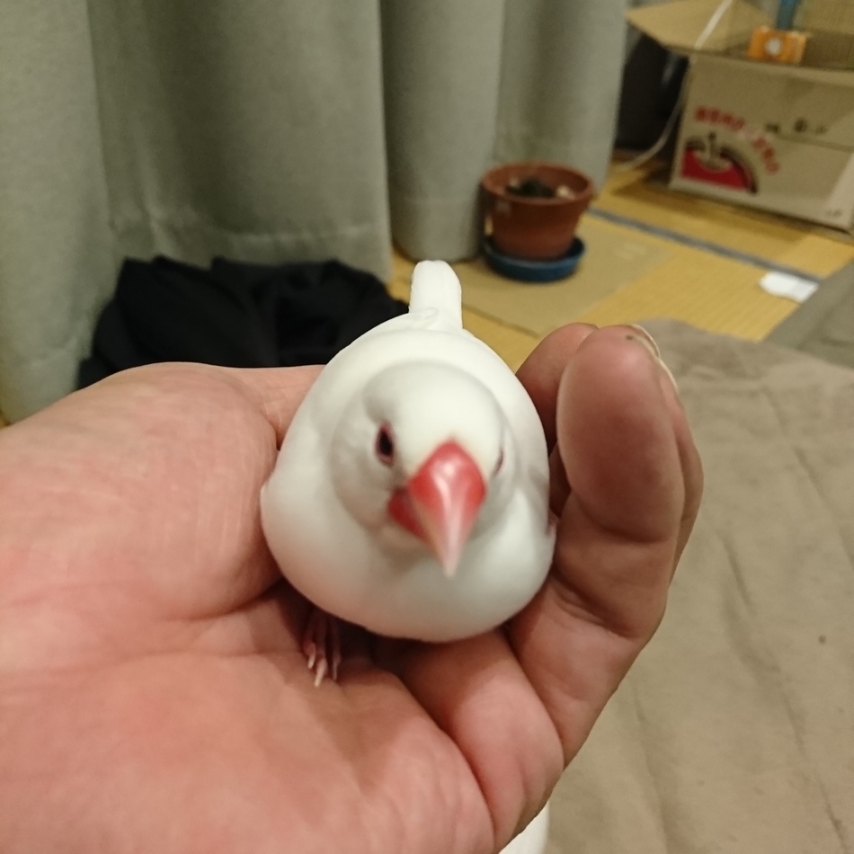 バルサのカバー写真