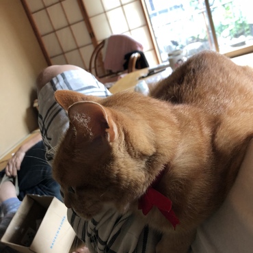 実家のたまお