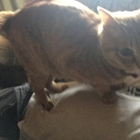 たまお