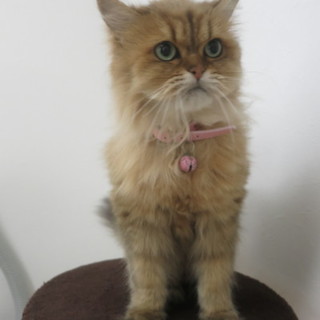 甘えんぼペルシャの女の子