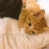 かななお さん