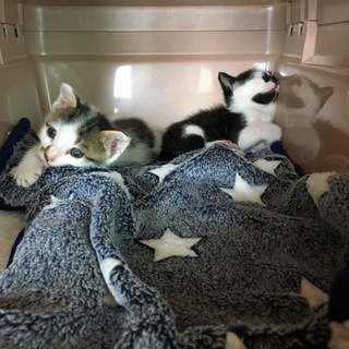 人馴れした生後1ヶ月の男の子2匹