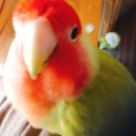 コザクラインコ[メス]里親募集です