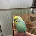 セキセイインコのペア