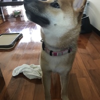 ベニ