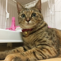 こむぎ