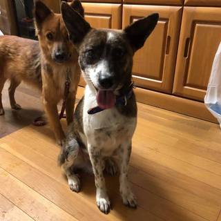 琉球犬×ポインター系 8,3キロ 小さな中型犬